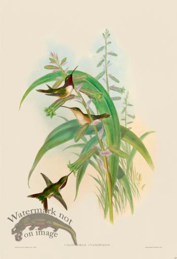 Gould Hummingbird 143